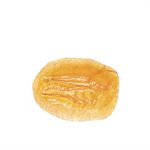 FOSSIL STAMP -BARYONIX HEAD