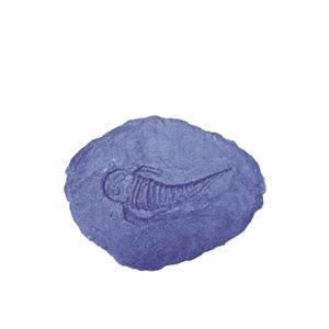 SEA LIFE STAMP - FLAT FISH
