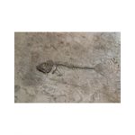 FOSSIL STAMP - FISH